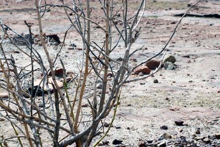 Dead Tree In Desertの写真素材