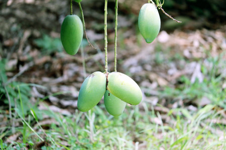 Fresh Green Mango hanging on mango treeの写真素材