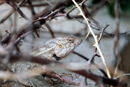 indian yallow dragon lizard clousup