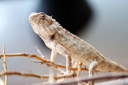 indian yallow dragon lizard clousupの写真素材