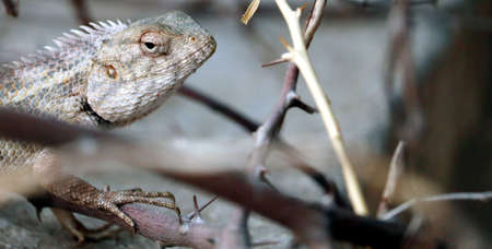 indian yallow dragon lizard clousupの写真素材