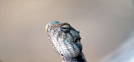 indian yallow dragon lizard clousupの写真素材