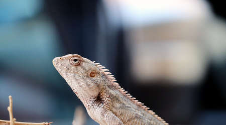 indian yallow dragon lizard clousupの写真素材