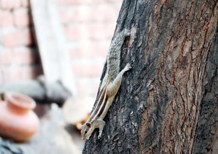 Squirrel get down from the treeの写真素材