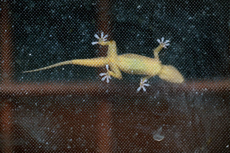 House Gecko on a glass showing clawsの写真素材