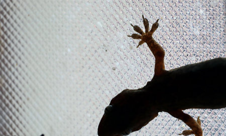 House Gecko on a glass showing clawsの写真素材