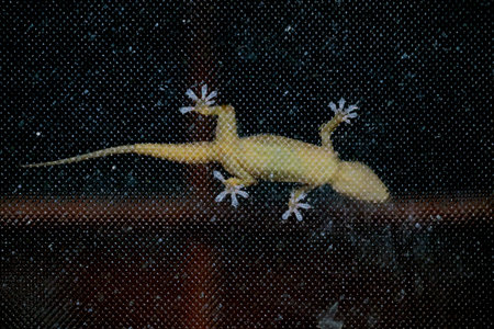 House Gecko on a glass showing clawsの写真素材