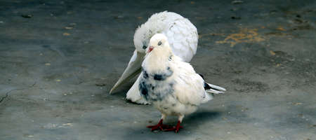 tow white pigeon with black spot on featherの写真素材