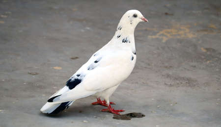 Single white pigeon with black spot on featherの写真素材