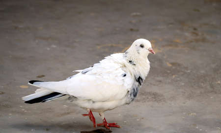 Single white pigeon with black spot on featherの写真素材