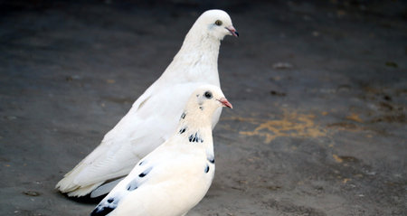 tow white pigeon with black spot on feather