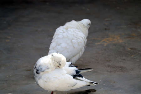 tow white pigeon with black spot on featherの写真素材