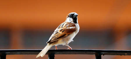 indian sparrow sitting on a railingの写真素材