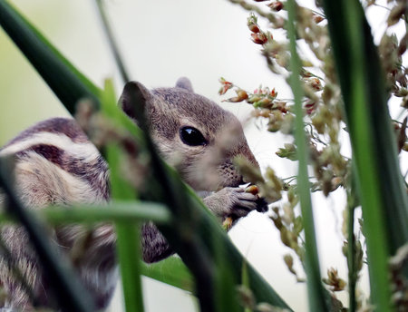 Squirrel is standing and eating Grain