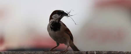 single sparrow hold nest piece in the beakの写真素材
