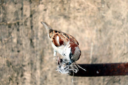 single sparrow hold nest piece in the beakの写真素材