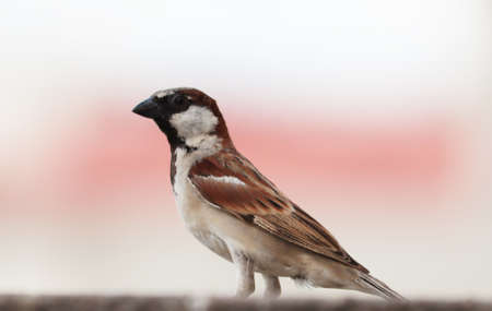 clousup of single sparrow sitting on a pipeの写真素材
