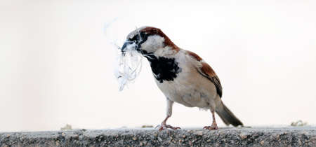 single sparrow hold nest piece in the beakの写真素材