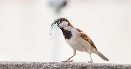 single sparrow hold nest piece in the beakの写真素材