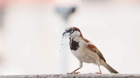 single sparrow hold nest piece in the beakの写真素材
