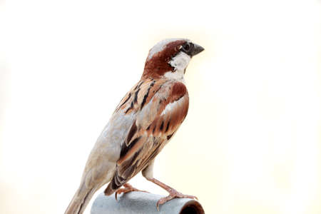 clousup of single sparrow sitting on a pipeの写真素材
