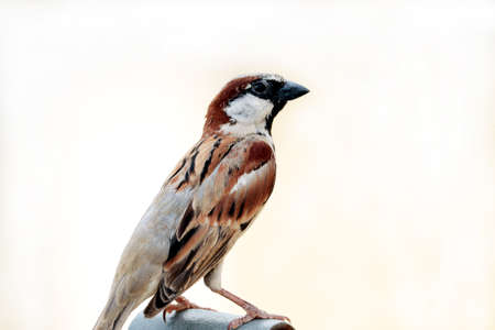 clousup of single sparrow sitting on a pipeの写真素材