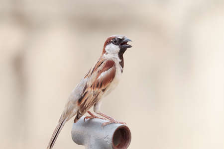 clousup of single sparrow sitting on a pipeの写真素材