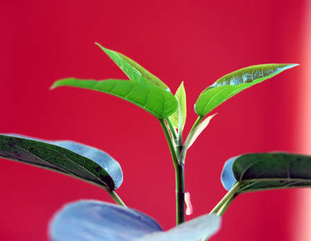 a little plant growingの写真素材