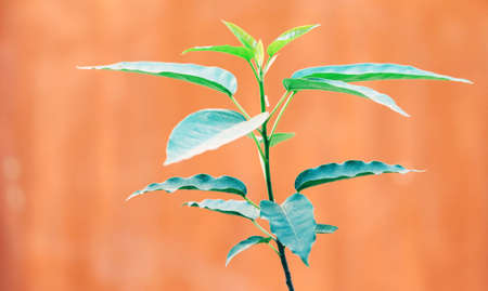 a little plant growingの写真素材