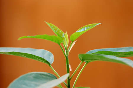 a little plant growingの写真素材