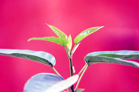 a little plant growingの写真素材