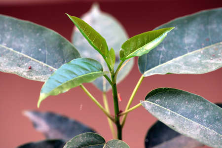a little plant growingの写真素材
