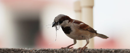 single sparrow hold nest piece in the beak