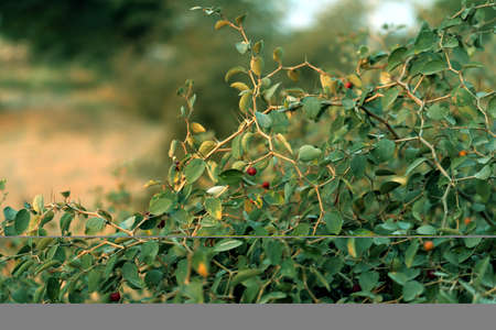 red berry on thorn tree of rajasthanの写真素材