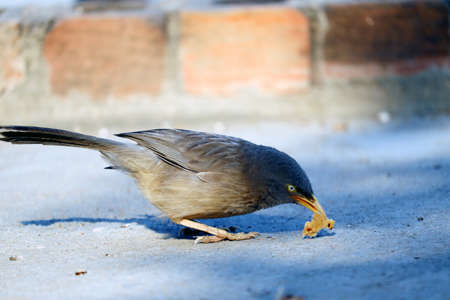 flycatcher bird eating bite of foodの写真素材
