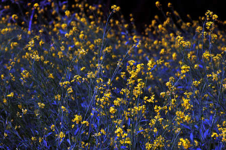 Mustard flowers in mustard fieldの写真素材
