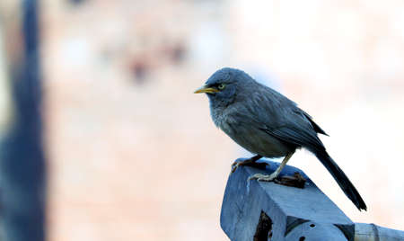 flycatcher bird sitting on woodの写真素材