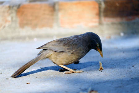 flycatcher bird eating bite of foodの写真素材