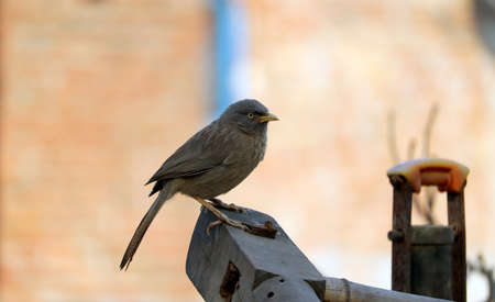 flycatcher bird sitting on woodの写真素材