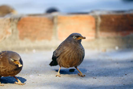 flycatcher bird sitting on roof topの写真素材
