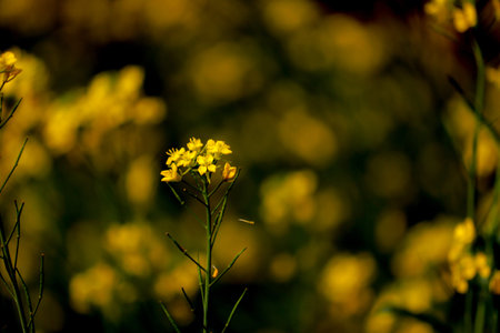single Mustard flowers in mustard field