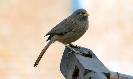 flycatcher bird sitting on woodの写真素材