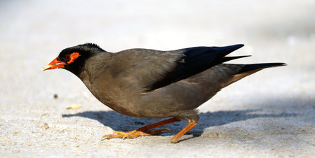 isolated closeup common myna sitting on wall
