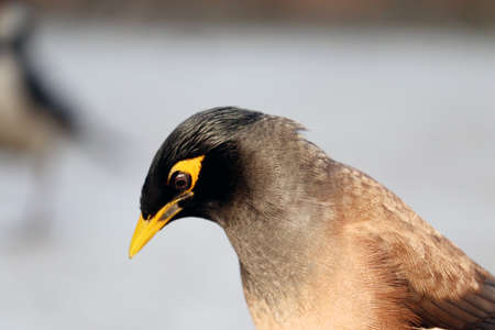 isolated closeup common myna sitting on wallの写真素材