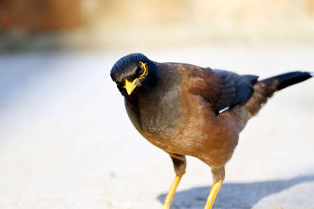 isolated closeup common myna sitting on wallの写真素材
