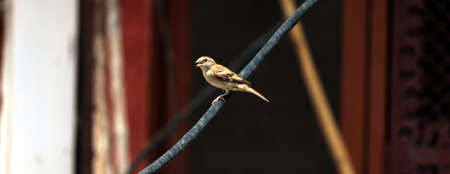 a sparrow sitting on an electric wireの写真素材