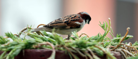 a sparrow sitting on grass finding some food and insectsの写真素材