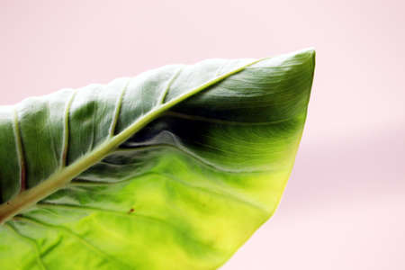 isolated elephants ear houseplant, Alocasia plant leaf with white backgroundの写真素材