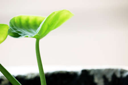 isolated elephants ear houseplant, Alocasia plant leaf with white backgroundの写真素材