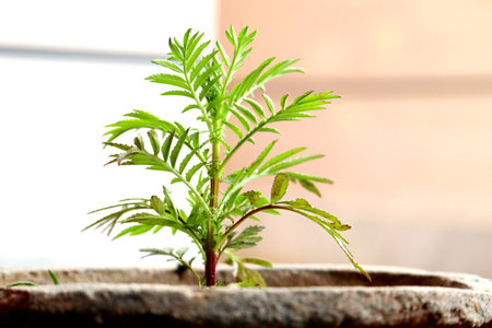 Sprout of marigold seedling in a pot on a wooden backgroundの写真素材